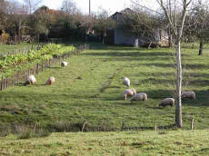 Les moutons de Papy au soleil (image rare!!)